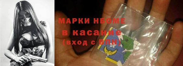 сатива Новозыбков